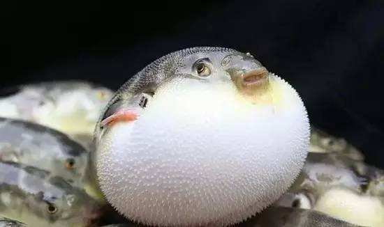 儿童水生物,儿童水中毒致死