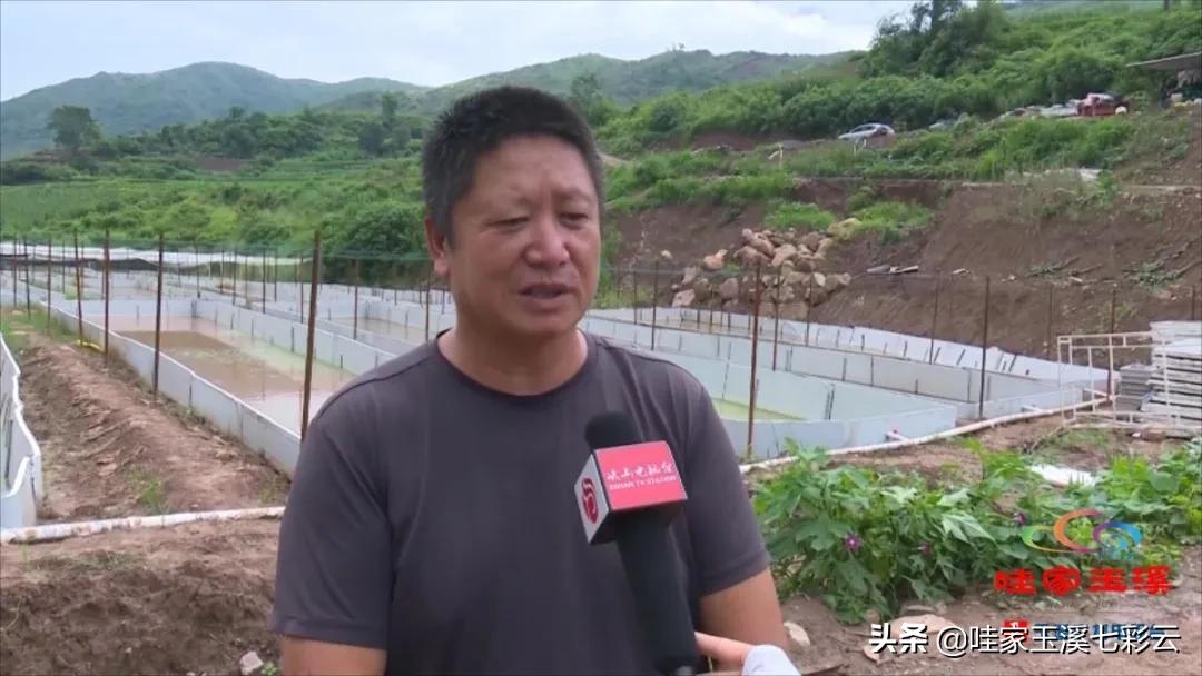 牛蛙养殖生财有道,大龙潭牛蛙养殖前景