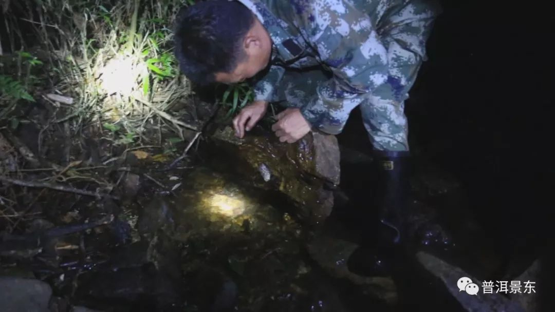 夜访哀牢山怪物，长相吓人叫声恐怖！