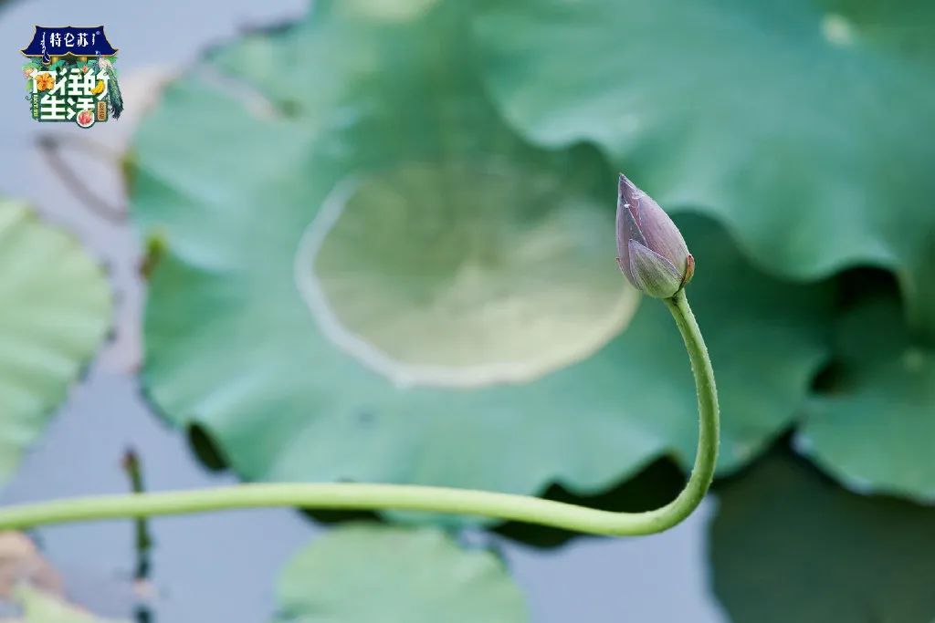 电视剧向往的生活在哪拍的取景地,电视剧向往的生活取景地