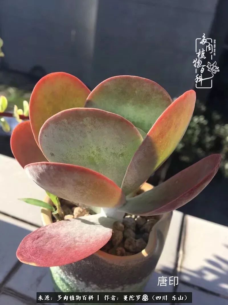 转角遇见多肉,遇见多肉治愈自己