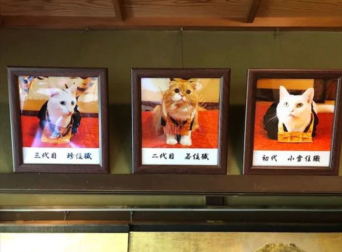 日本都是招财猫的寺庙,猫咪古灵精怪的寺庙