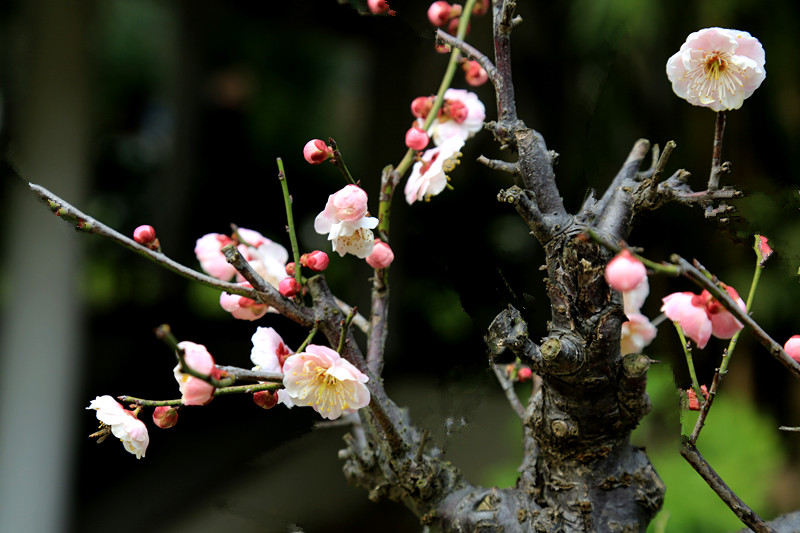 南京古林梅岭，二梅报春；盆景园梅花，婀娜多姿