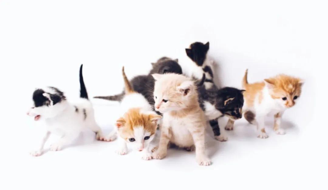 梅雨季节狗狗皮肤病怎么办,梅雨季猫癣症状