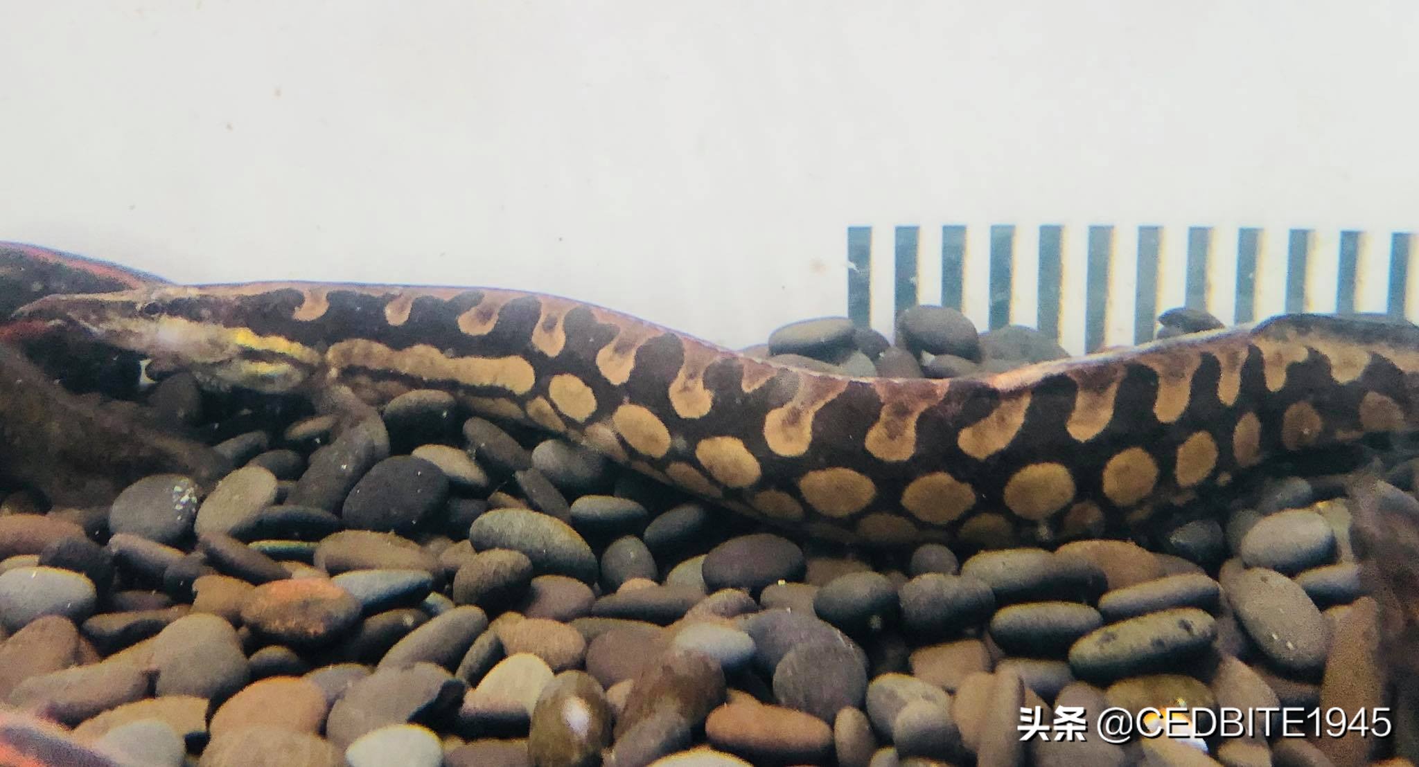 有趣的鱼——罕见的轮胎龙和常见的伪轮胎龙（大刺鳅）