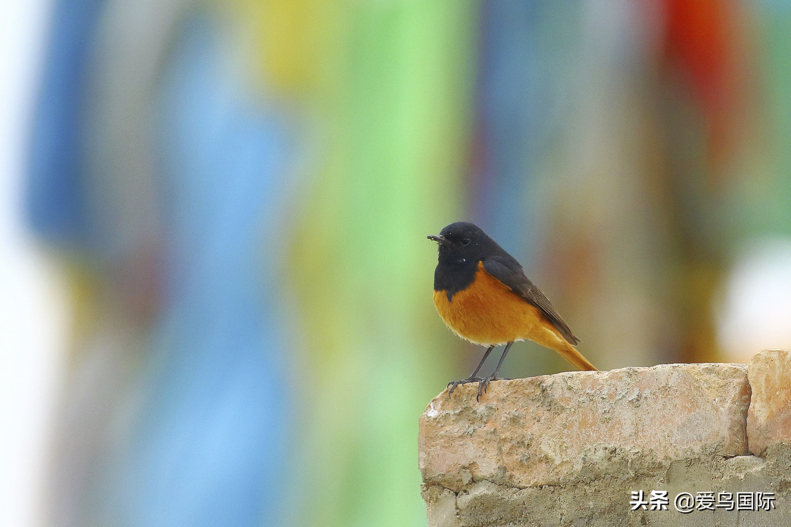 鸟类欣赏,鸟类观鸟图片