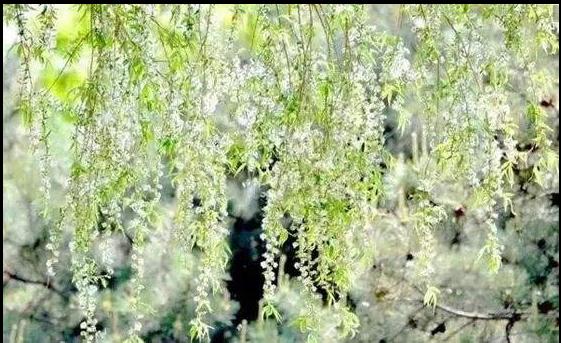 马致远双调寿阳曲远浦归帆讲解,双调寿阳曲翻译马致远