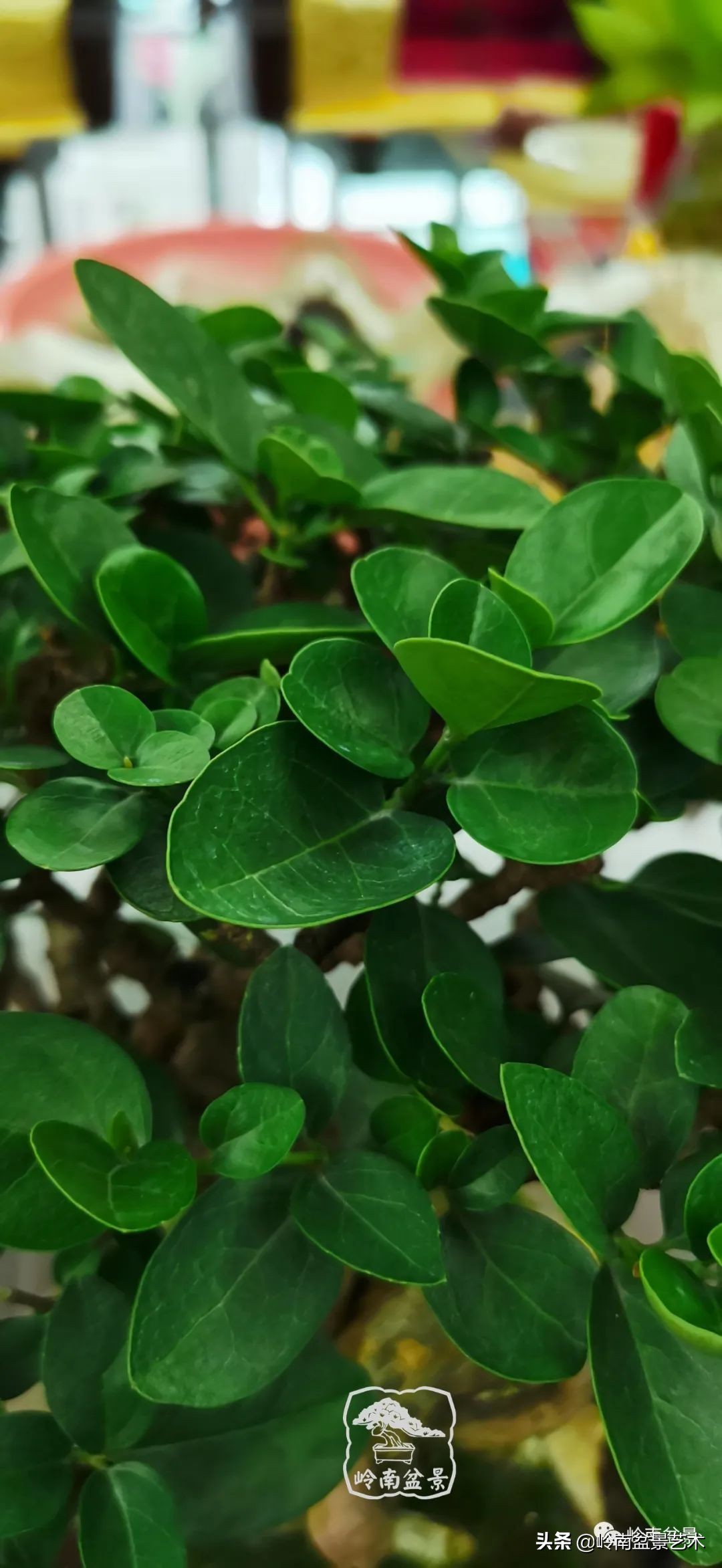 文人杂木盆景精品欣赏,可以做盆景的杂木图片大全