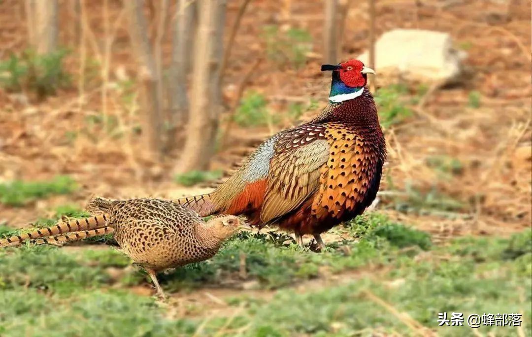 野鸡泛滥成灾的原因有哪些,野鸡为什么很少见
