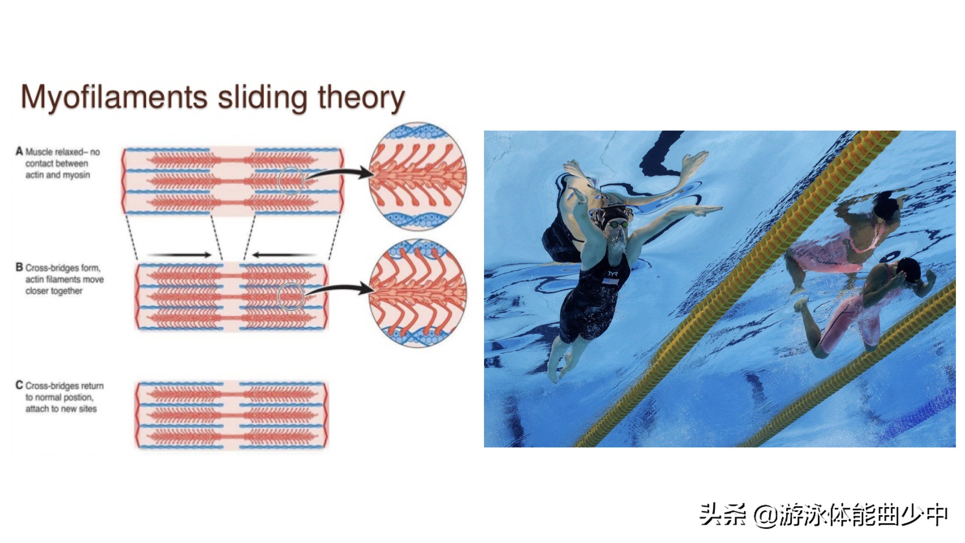 蛙泳腿的四个动作如何做得好,蛙泳腿的完整动作练习