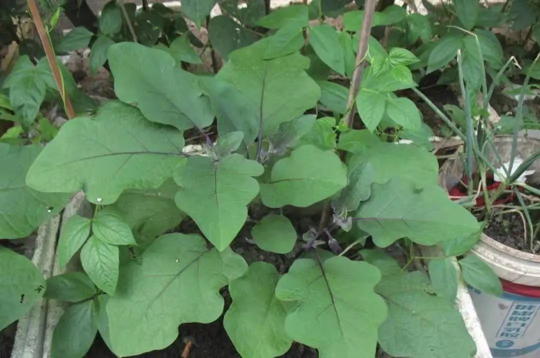 茄子虫害图片及症状,茄子虫害最佳治疗方法