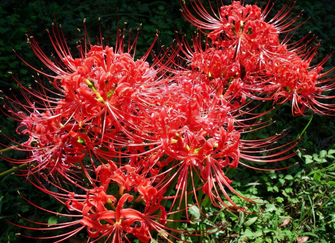 最古老花朵化石,远古花朵化石