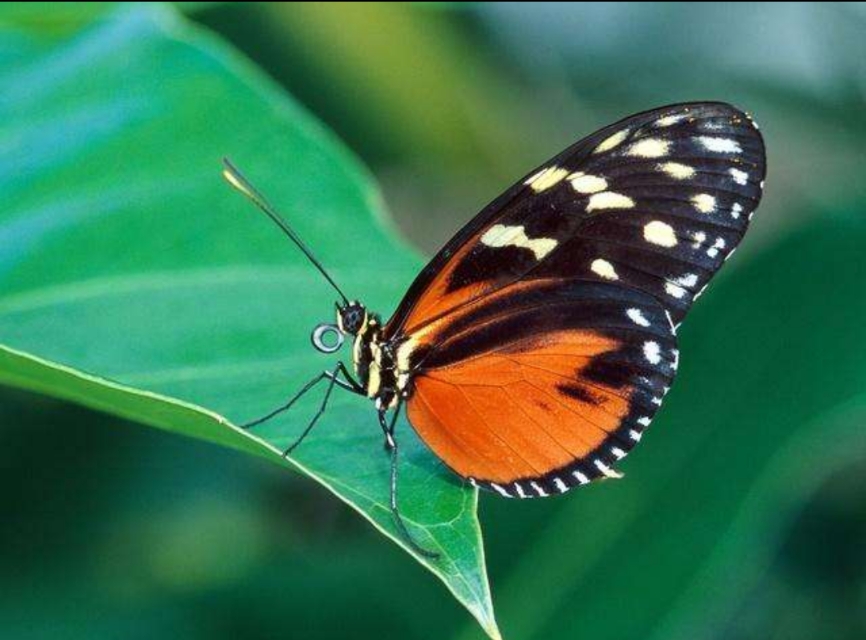 亚马逊蝴蝶扇动翅膀引发海啸图片,亚马逊那只蝴蝶是怎样引起海啸的