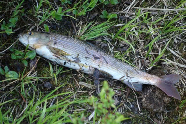 阿勒泰地区，追寻这种冷水溪流中的精灵“花翅子”现在已经禁钓