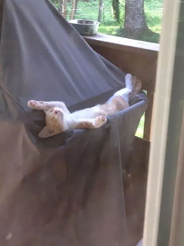 猫咪原来也会做梦,猫会做梦梦到主人吗