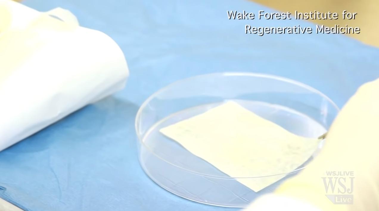 美国人造子宫实验成功,荷兰科学家发现人体新器官