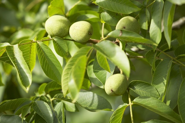 核桃树象征意义多子多福,核桃树红色代表什么