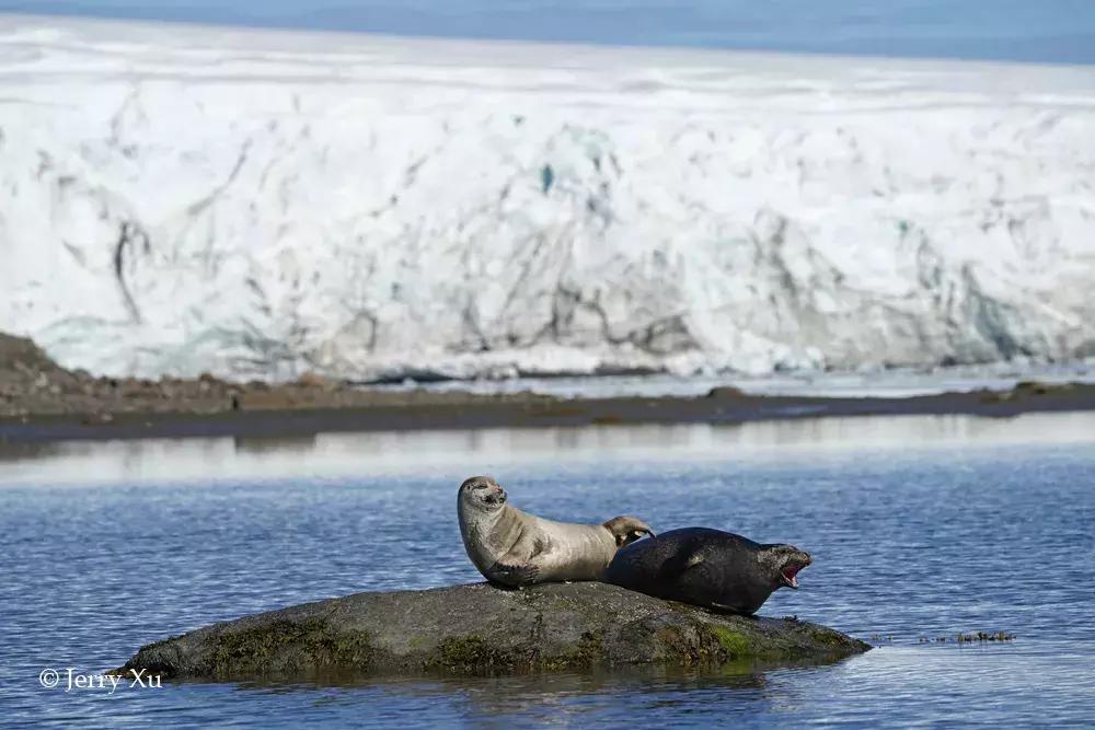 宝典妈妈带你了解国际海豹日,国际海豹日科普