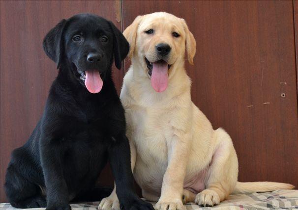 公认最好养的这几种狗,最适合家养的十种狗排行榜