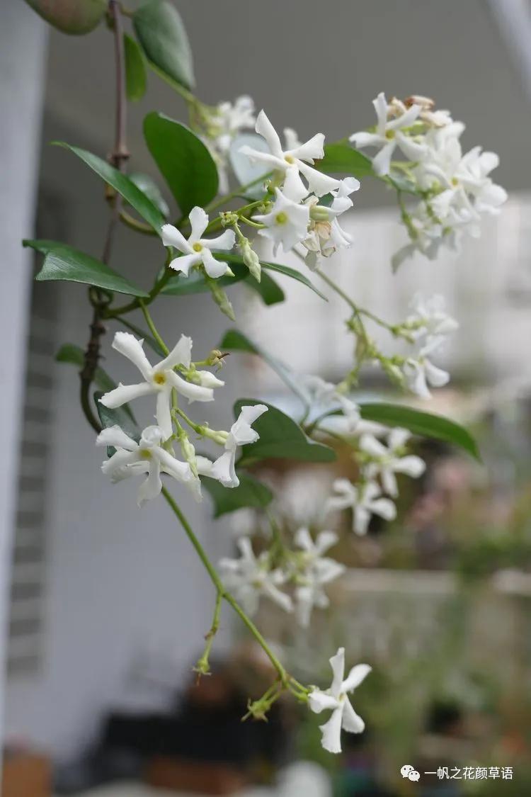 络石（Trachelospermumjasminoides）