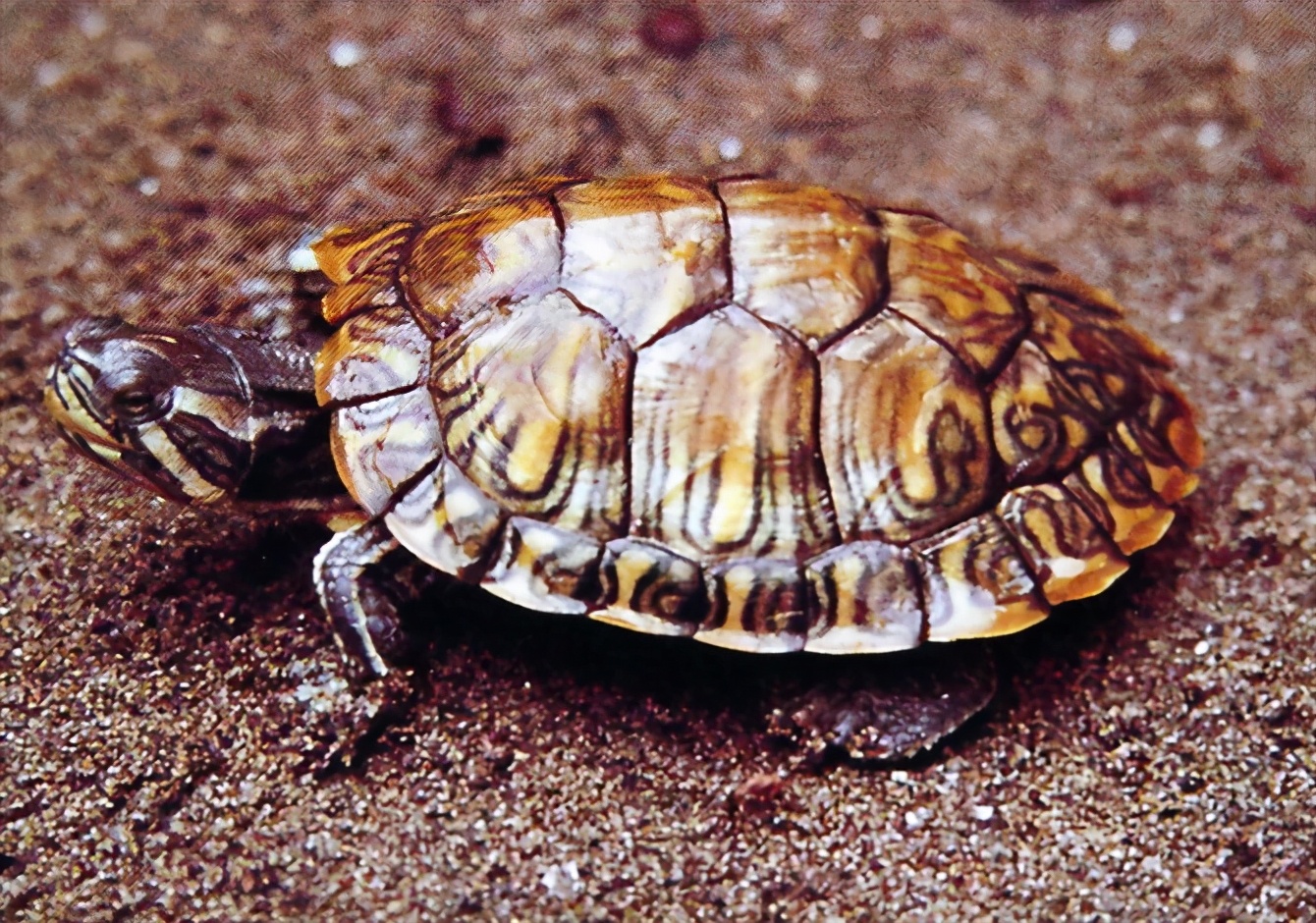 龟类大百科,大眼睛龟类