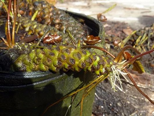 睡莲怎么养才能开花大,睡莲怎么养才容易开花