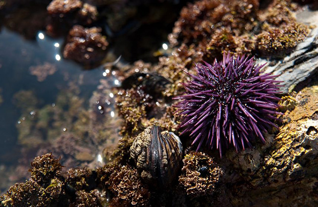 海胆到底多好吃,海胆原来是这么吃的