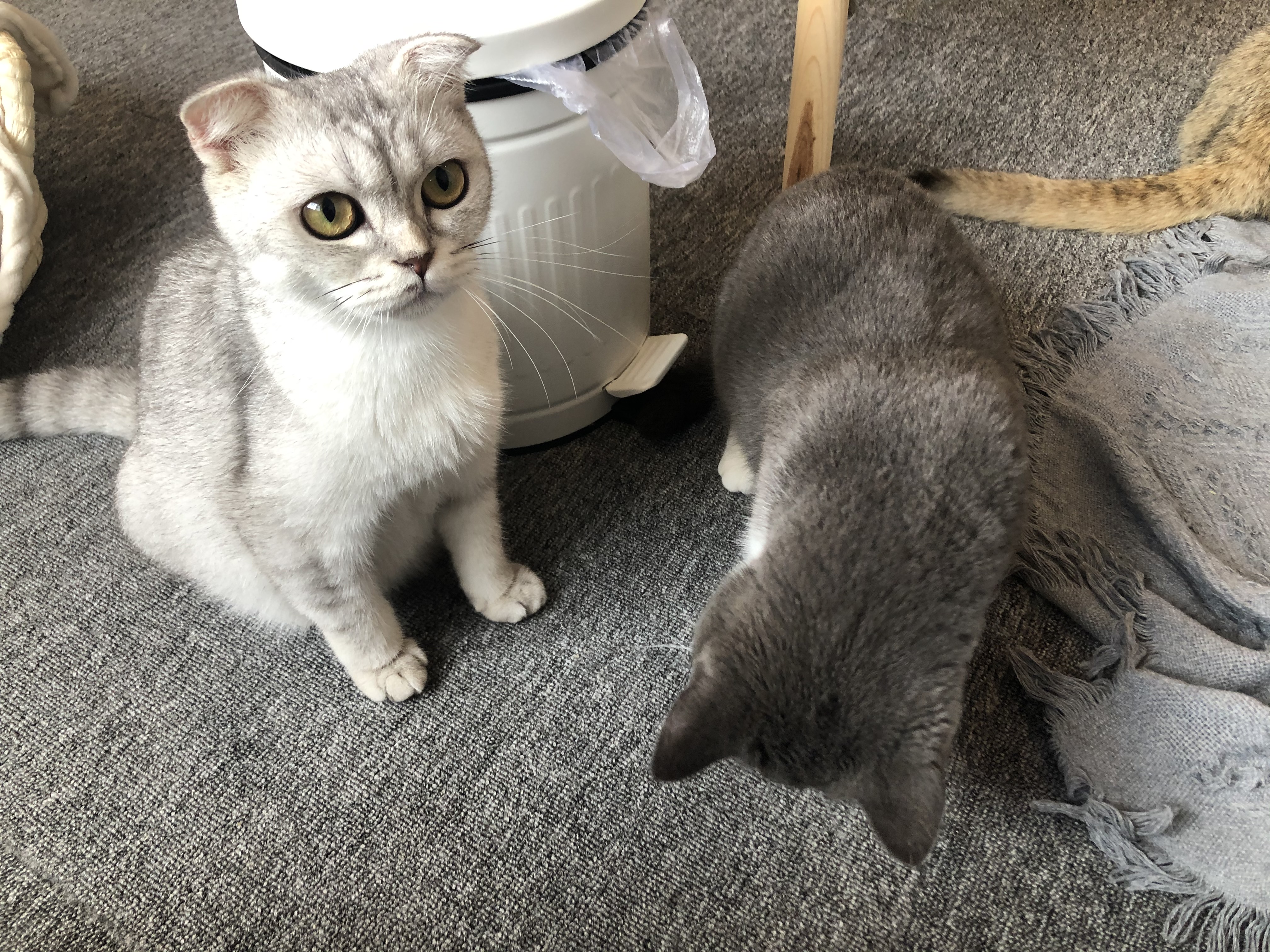 新手养猫注意事项和安全,室内养猫十大忌及忌讳