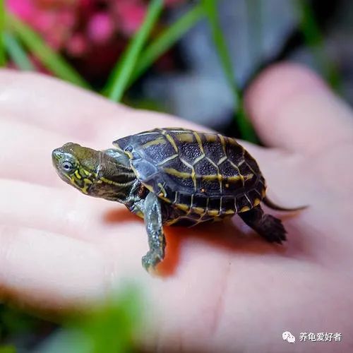 养龟知识大全视频,夏天养龟不死的知识