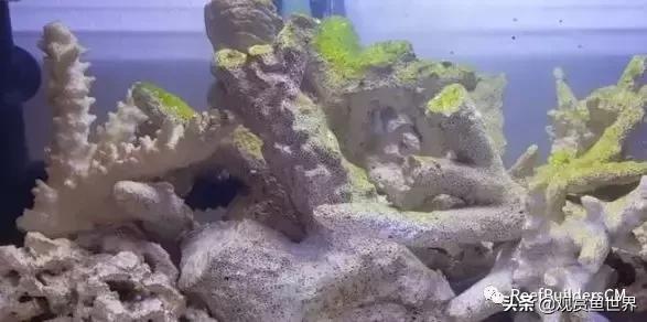 鱼缸硝化细菌培养期间能喂鱼吗,鱼缸培养硝化细菌鱼停止喂食吗