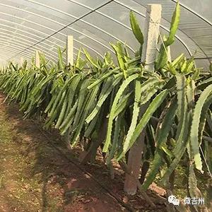 十大特点扶贫产品,第十七批全国扶贫产品名录