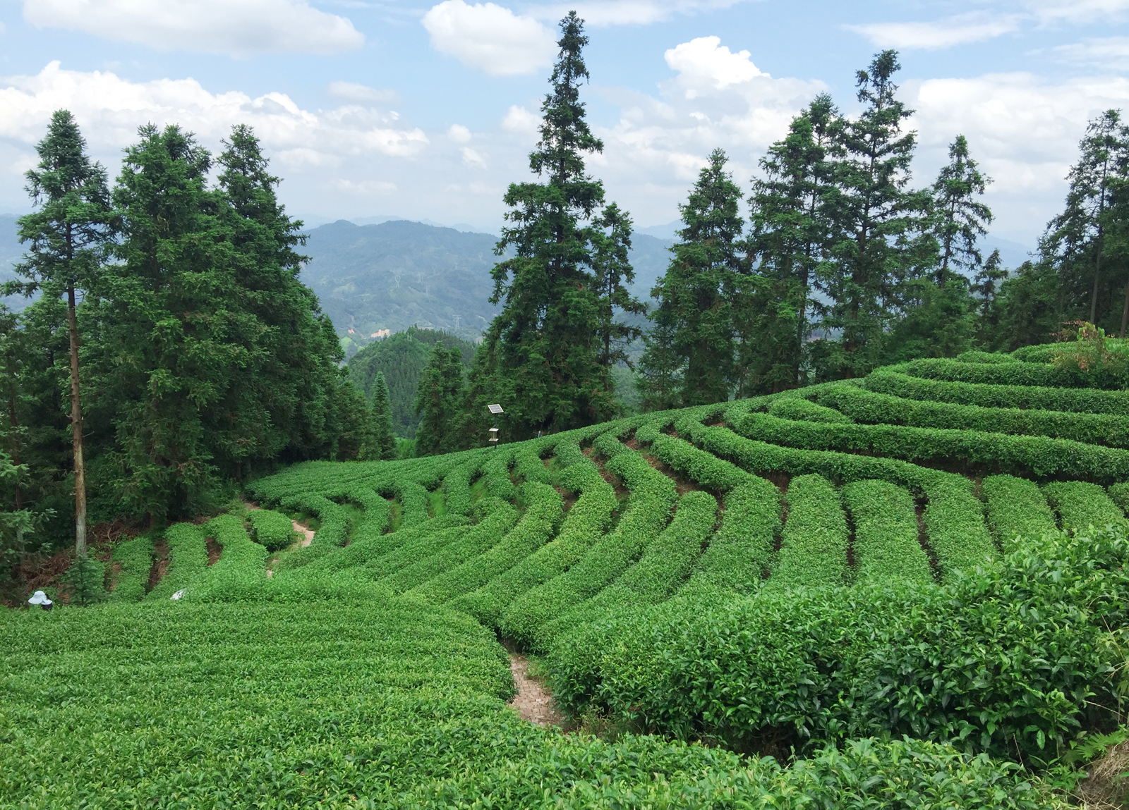 自炒茶叶纯天然,云南茶传统柴火手工炒茶