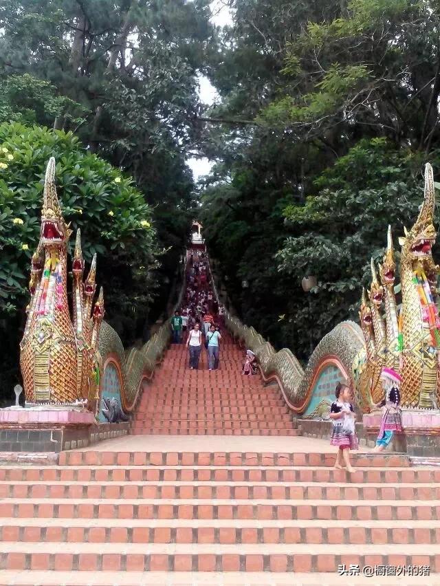 泰北玫瑰的英文,泰北玫瑰图片