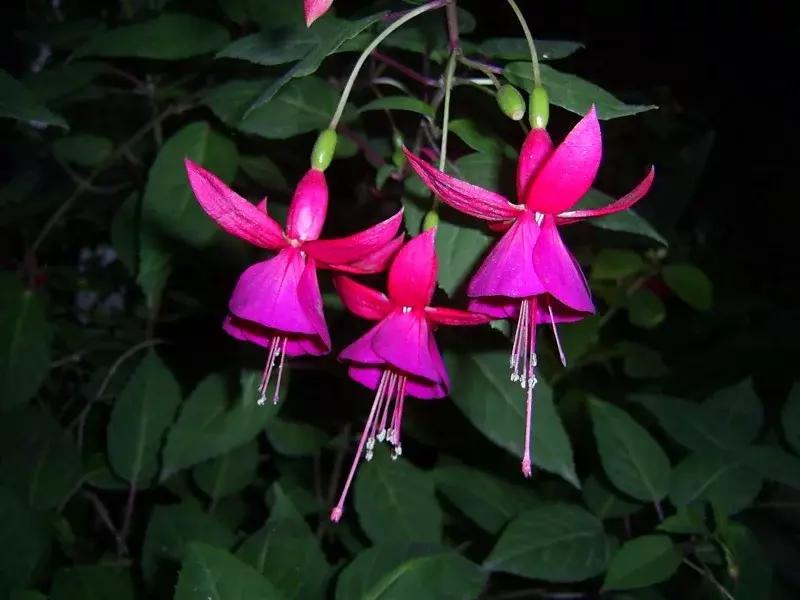 惊艳倒挂金钟,惊艳倒挂金钟图片