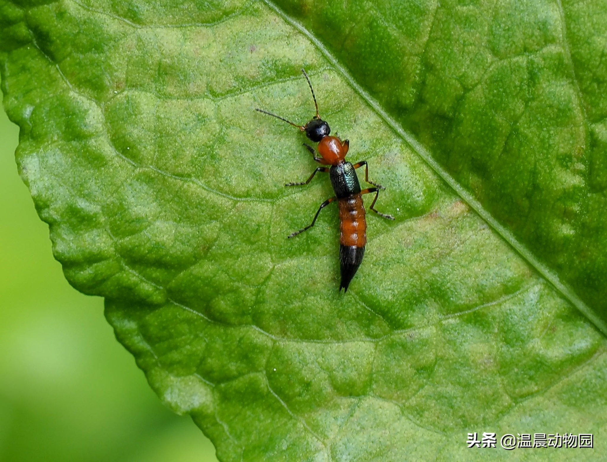 反复遇到隐翅虫是为什么,隐翅虫很可怕是谣言吗