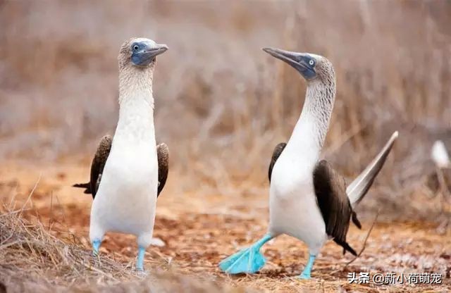 打开手机就是猫猫狗狗？我想你需要这7个“新鲜有趣”提提神