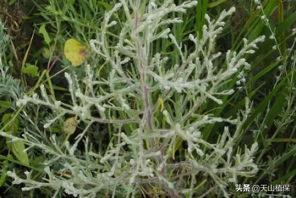 戈壁当中最常见的植物,在野外都能捡到的稀有植物