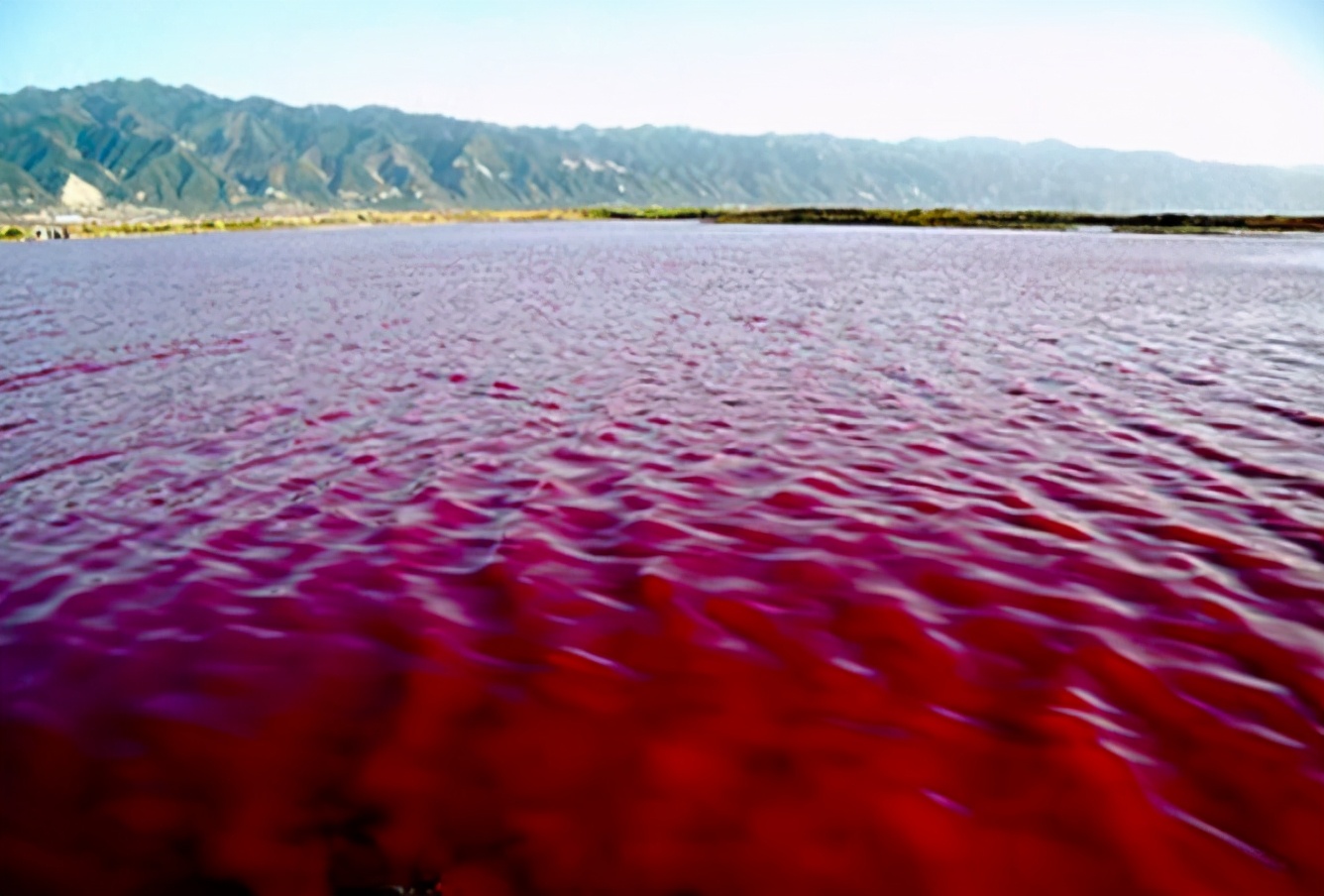 这种贝比眼镜蛇毒强80倍，海员食用后中毒身亡，为何还常被人吃