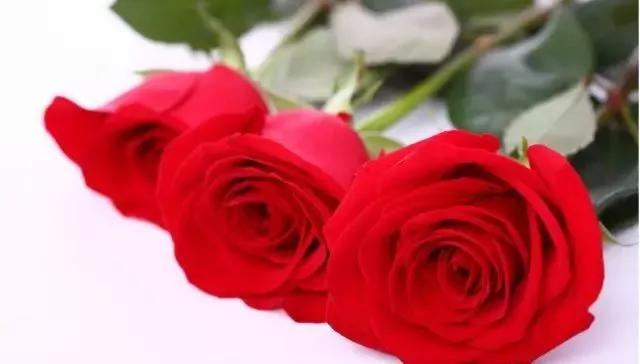 给大家介绍一下玫瑰品种,玫瑰的品种及特点介绍