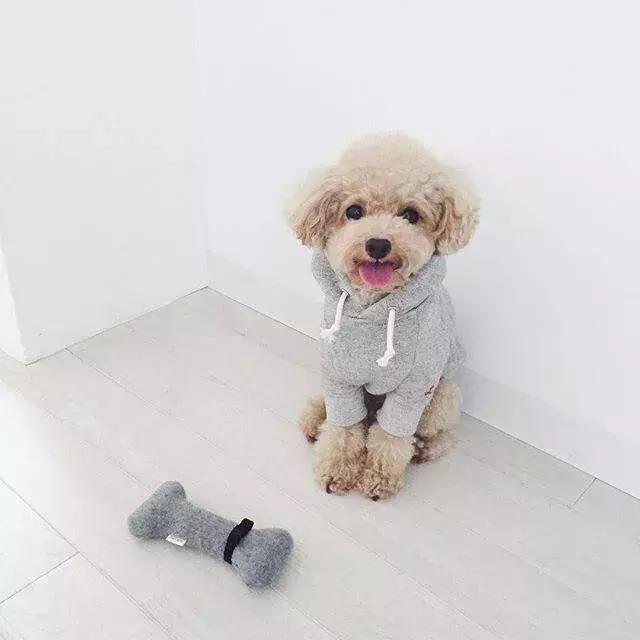 萌宠知识讲堂：狗狗临产前后必须注意的几大问题！