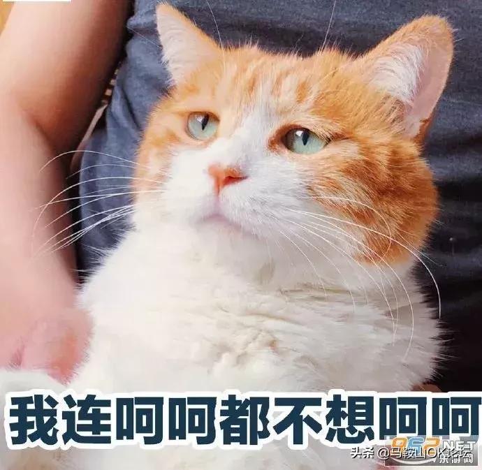 宝马女，请再爱我一次！网友：建议你善良！