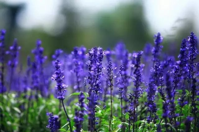 100种常见观叶植物图鉴史上最全,农村常见的100种植物