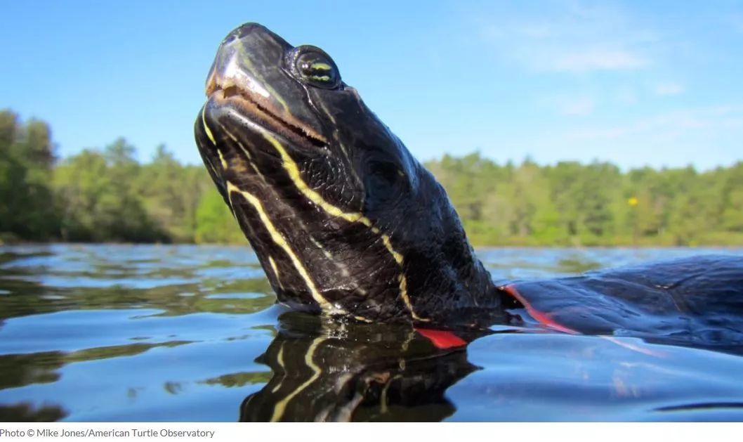 把外来入侵物种放生会怎样,对市民放生外来入侵物种提出建议