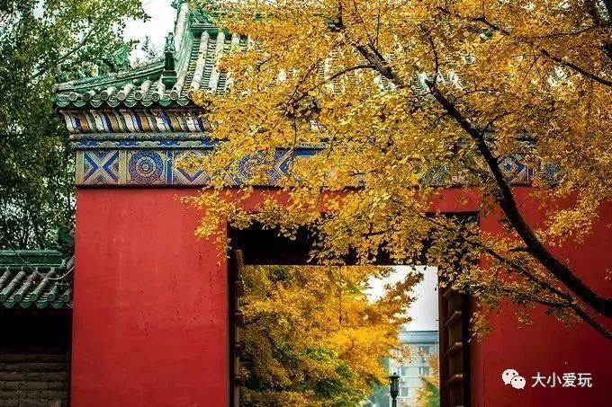 北京12处绝美的银杏林赏叶指南,北京银杏观赏地