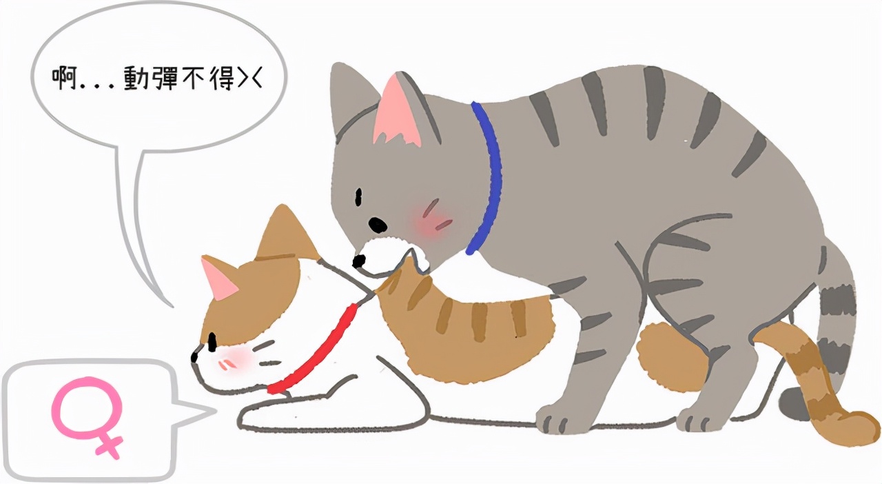 雄性猫为什么要长倒刺，在繁衍时刮伤雌性？这倒刺可不简单