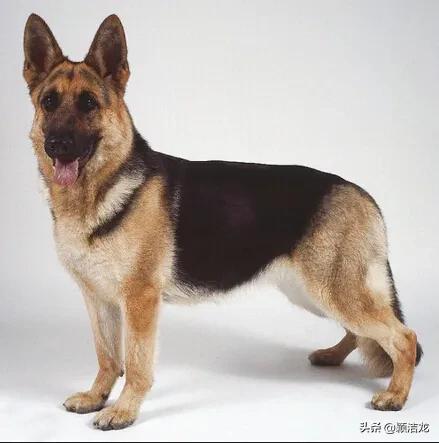 德国牧羊犬饲养基地在哪里,德国牧羊犬近亲繁育