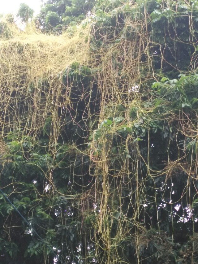 菟丝子传说故事,菟丝子的典故是什么