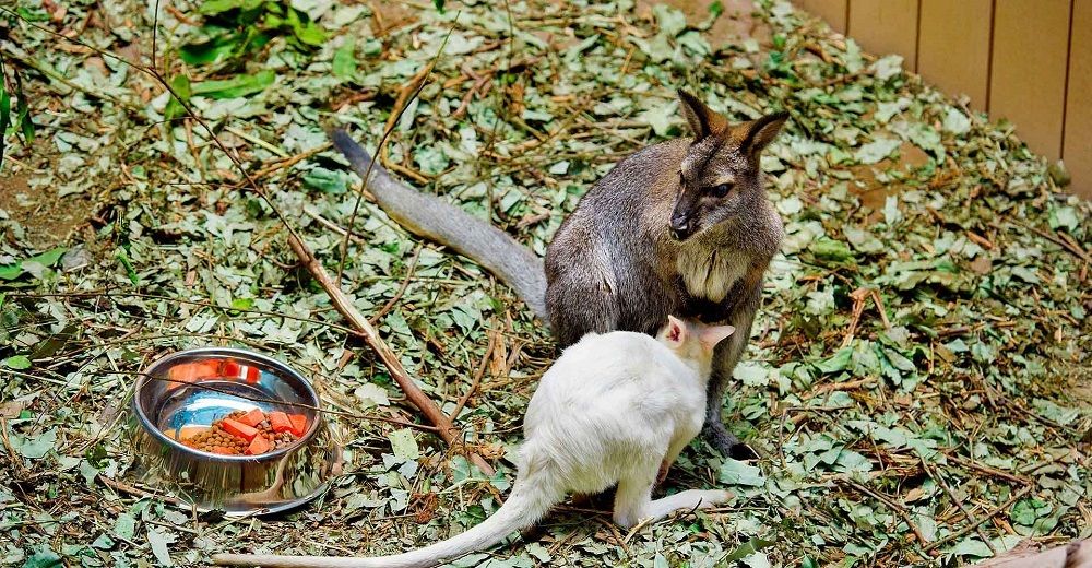 香港海洋公园门票多少钱,香港海洋公园门票票价