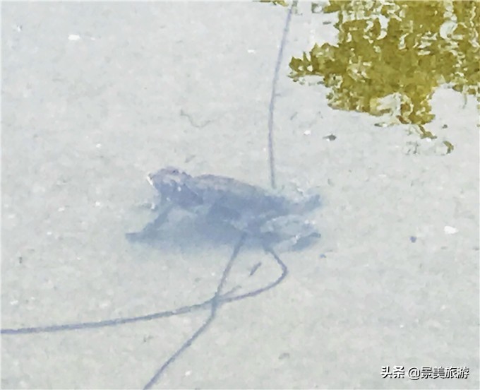 小蝌蚪是怎么出生的画册,小蝌蚪是从哪里来的