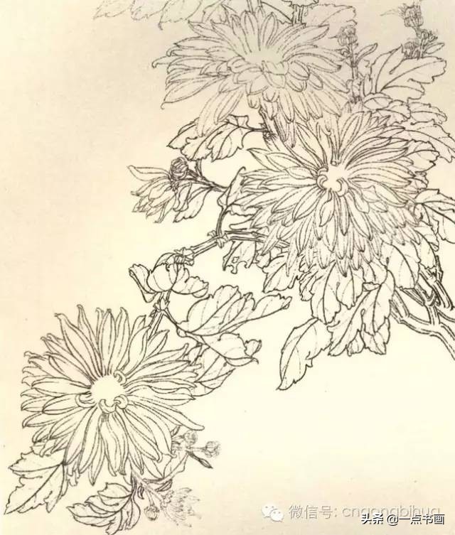 工笔画菊花入门教程步骤图,黄色工笔菊花的上色过程